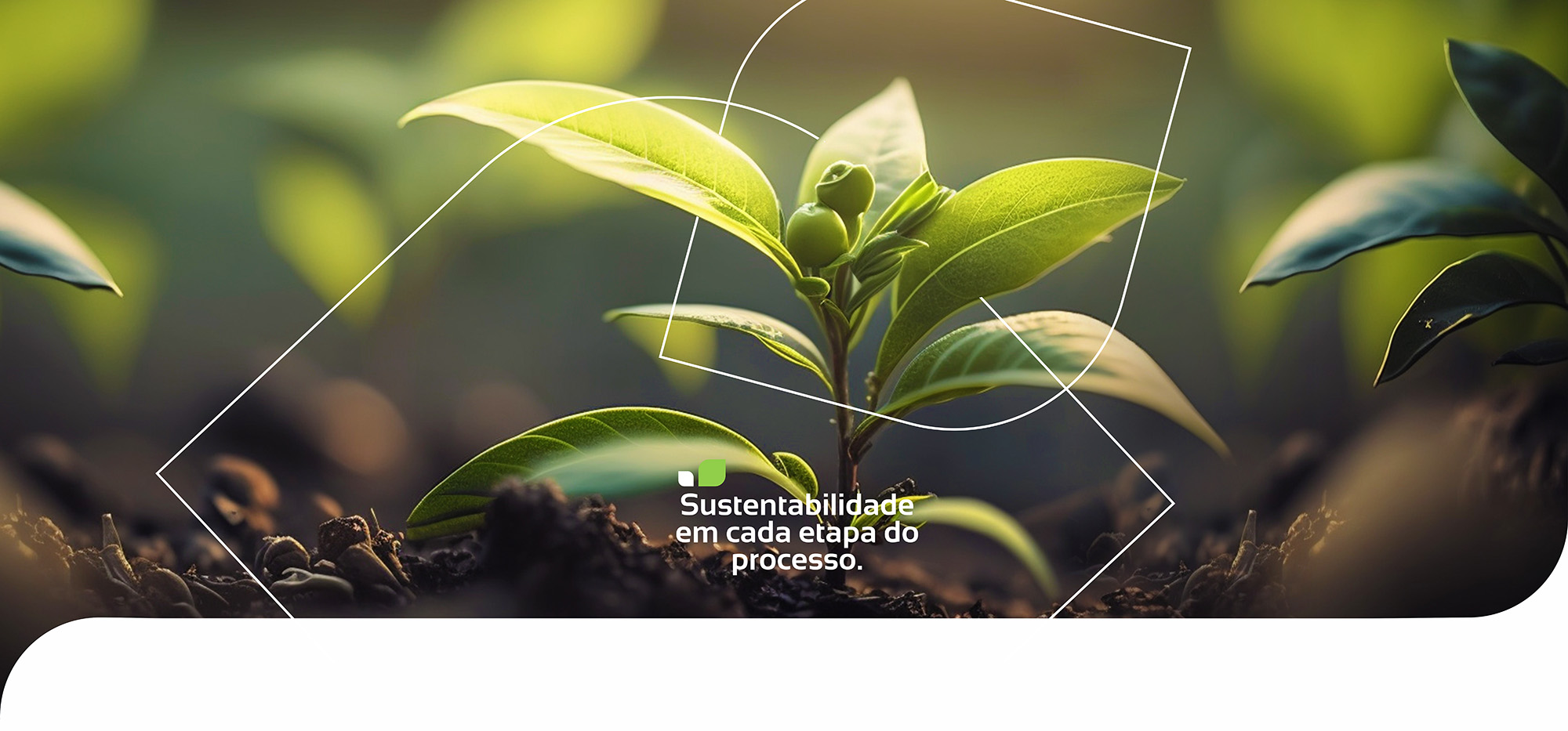 topo sustentabilidade Jaepel | Papel e Embalagem de Papelão Ondulado